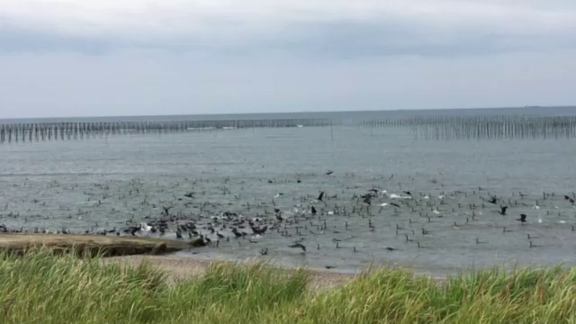 愛知県美浜町の小型風車近くに群れるカワウの記事動画