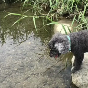 ラブちゃん川に飛び込むの件の画像