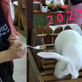 うさぎさんと新年のご挨拶♡の画像