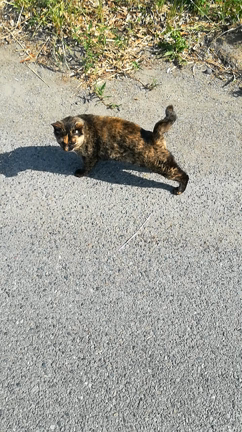 近所の猫ちゃんの記事動画