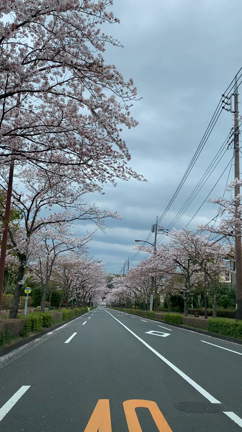 車からお花見をの記事動画