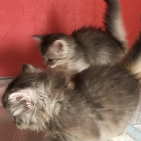 今日の子猫動画の画像
