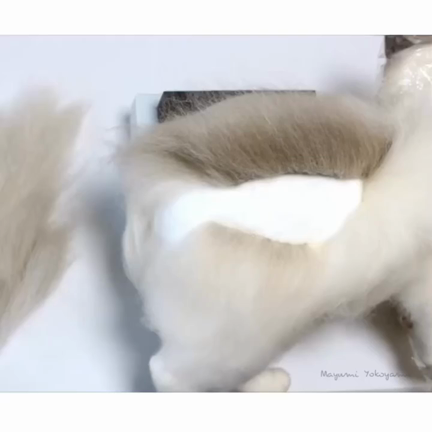 ラグちゃん植毛の動画の記事動画