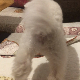 唸るワンコ　　ラブちゃんの画像