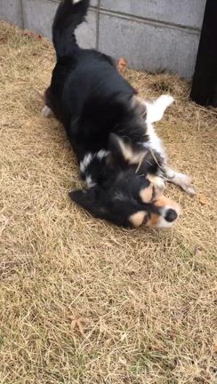 コンタンちゃんの記事動画