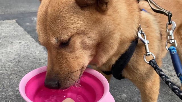 丸善くんの記事動画