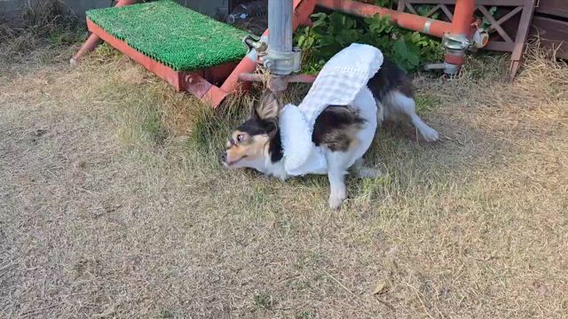 コンタンちゃんの記事動画