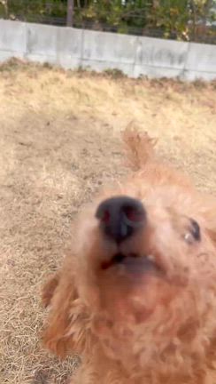 スネミスちゃんの記事動画