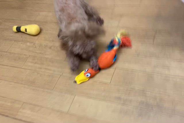 スネミスちゃんの記事動画