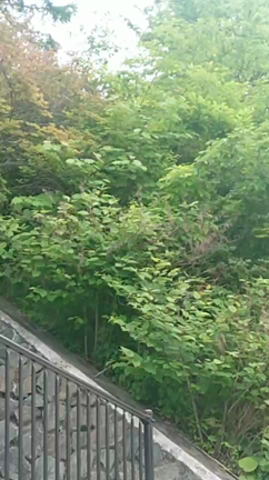 ウグイスのトーニングの記事動画