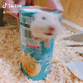 千葉生まれ、埼玉育ちで関西弁？！の画像