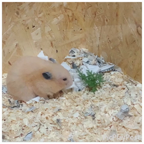 エリザベスちゃんの画像