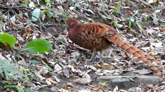 盛り沢山の金剛山①ヤマドリ飛ぶの記事動画