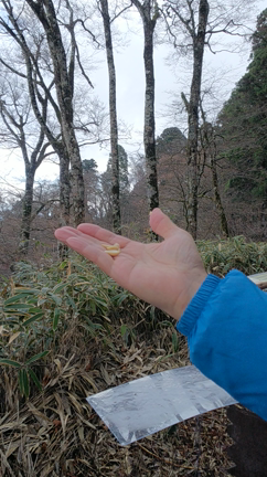 金剛山 ヤマガラちゃんと遊ぶの記事動画
