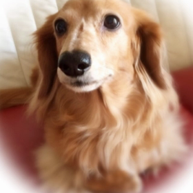 愛犬がしゃべったwの画像