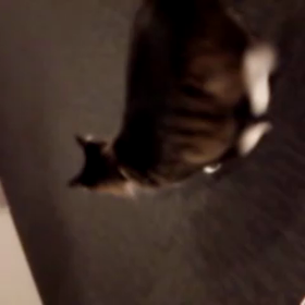 ラブタンの初動画の画像