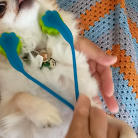 コロコロの画像