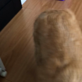 今朝のラッキーの画像