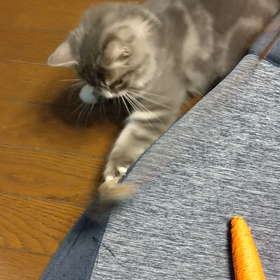 今夜も大はしゃぎの画像