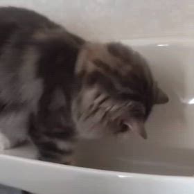 水の流れが気になるマロンちゃんの画像