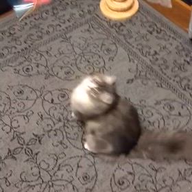 新しいおもちゃの画像