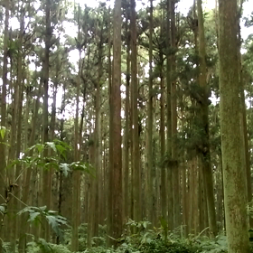 【南投】溪頭＊神木歩道と森林浴の画像