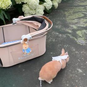 ✿うさぎさんと紫陽花さんぽの動画 | Love UK♡Well-Beingな暮らし