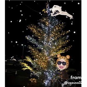 クリスマスツリーの画像