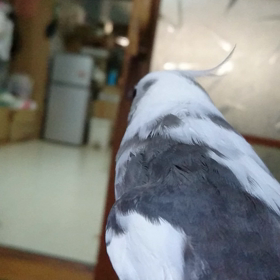伝線しましたの画像