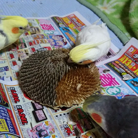 向日葵の種！完食の画像