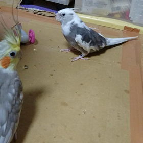 ゴーゴーペンギンと遊ぶ小哲！の画像