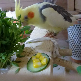 気になる〜ぅ華丸！の動画です。の画像