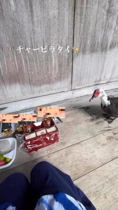 あら、あら、あら笑の記事動画