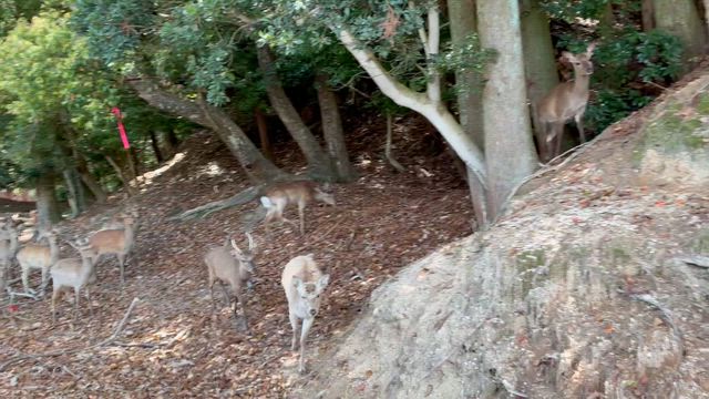 携挙はやはり艱難真っ只中⁉️  紅蓮華の記事動画