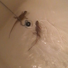 お風呂に入れてあげたよの画像