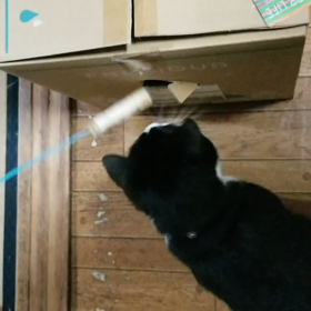 きじねこ家の猫達#46の画像