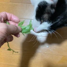 子供達の成長記録204の画像