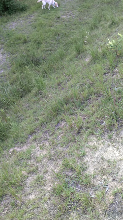 元保護犬と行く犬連れ旅行の記事動画