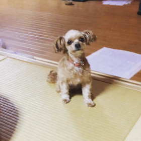 わたし困ってまちゅの画像