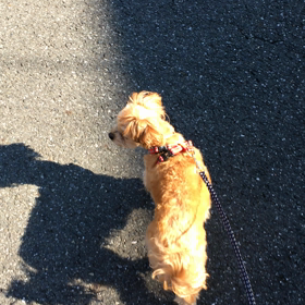 お散歩で会うお友達の画像