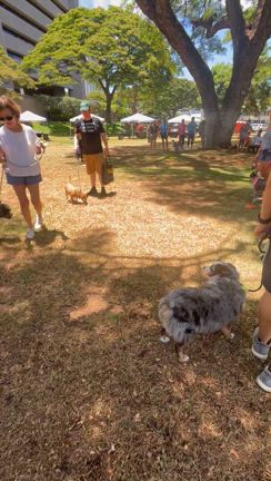 Paw`ina Hawai`i, Guide dogs of Hawaiiと日焼けについての記事動画