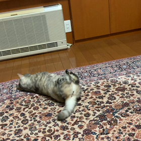新しいオモチャ。の画像