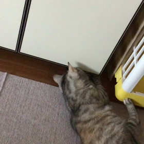 何がなんでも取りたい‼️の画像