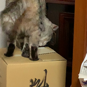 何が入っているのかなぁ？の画像