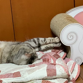 新しい爪とぎスタイルの画像