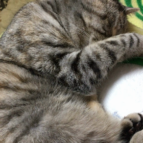 元気におやすみ。の画像