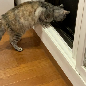 外が気になるの  画像