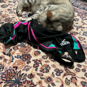 プールの塩素の匂いは猫を狂わす？？の画像