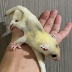 フクロモモンガBaby、ご家族様募集中✨の画像