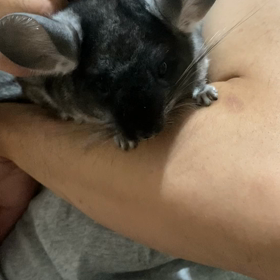 チンチラ、人馴れしました⤴️✨の画像